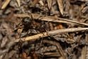 David Plant Photography - Wildlife Photography - Formica lugubris - C